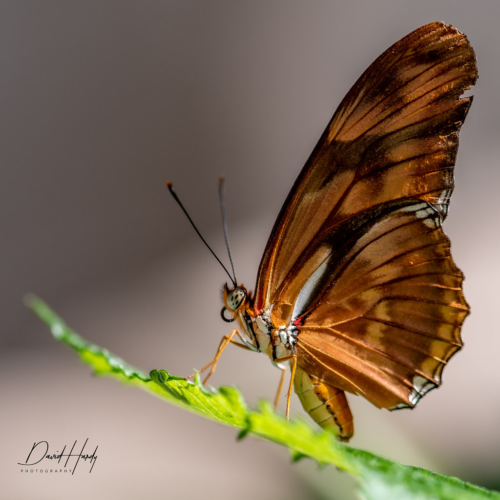 Butterflies Lewis Ginter Botanical Gardens David Hardy Flickr