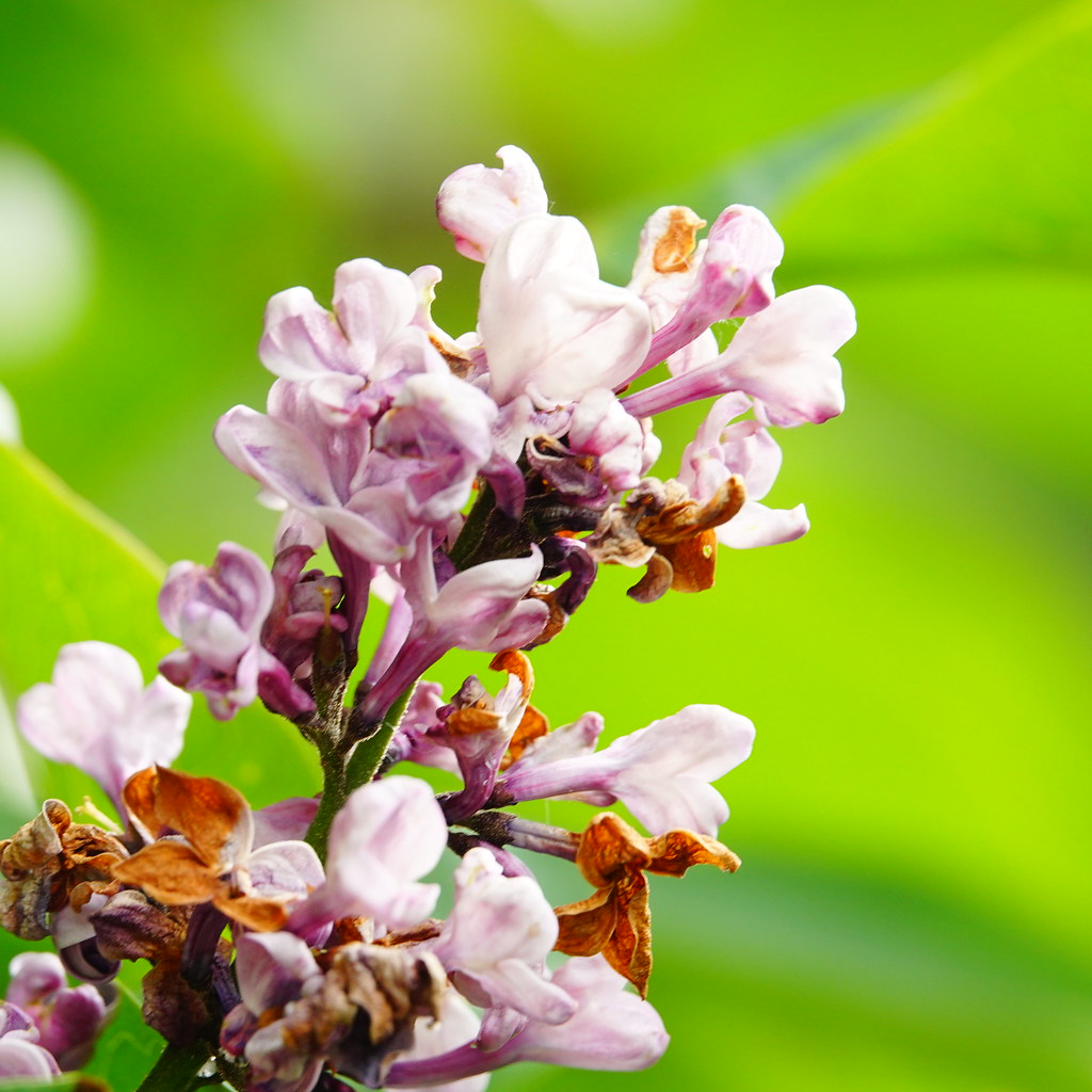 R1008130 20230524 Plants and Flowers in Kensington Cedar… Flickr