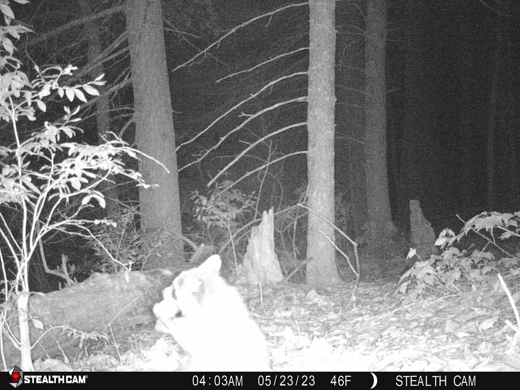 Raccoon Home, Belchertown, MA, May 23, 2023 parulidaephotos Flickr