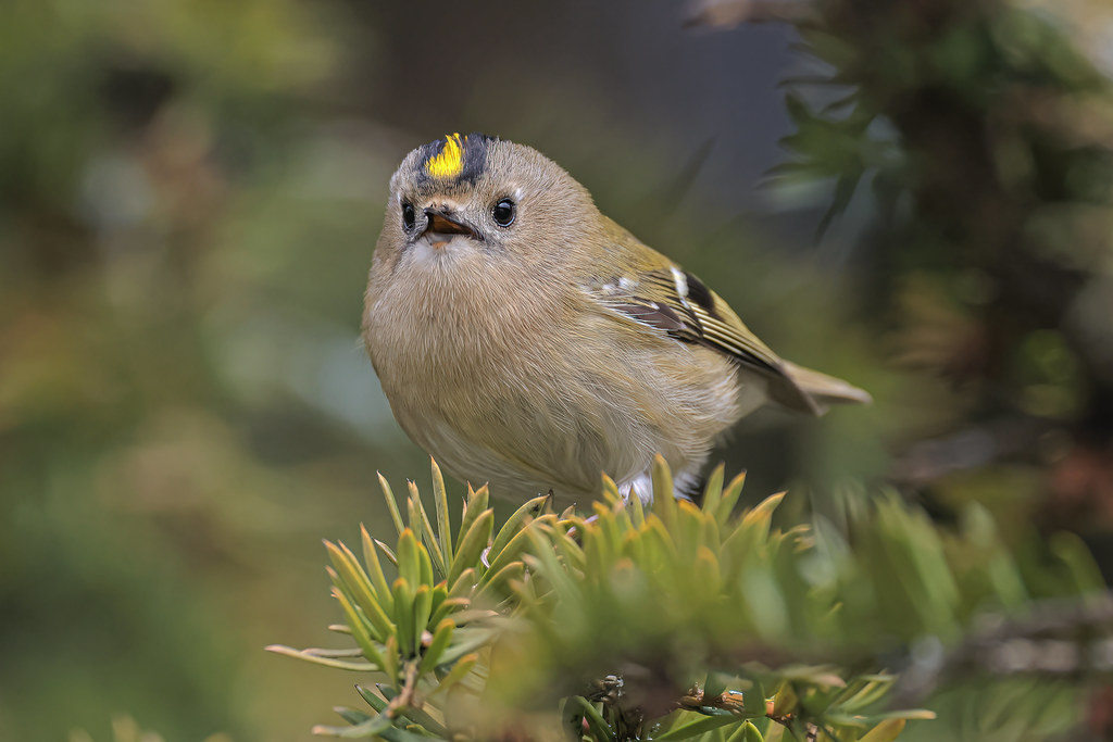 Goldcrest Jeff Sykes Flickr