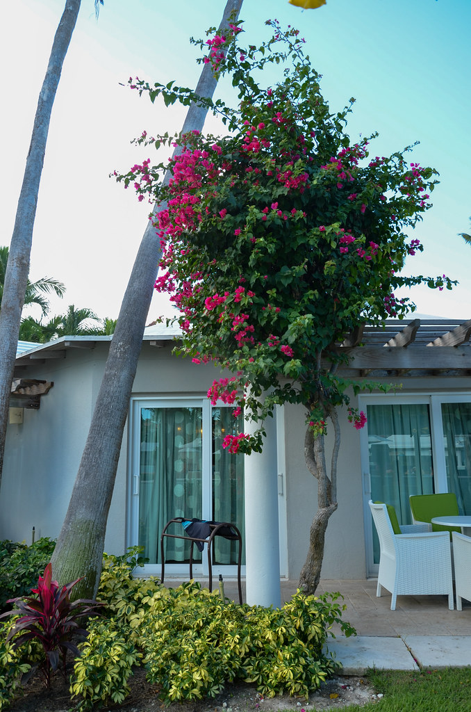 Bougainvillea At Beaches Turks & Caicos. Joe Shlabotnik Flickr