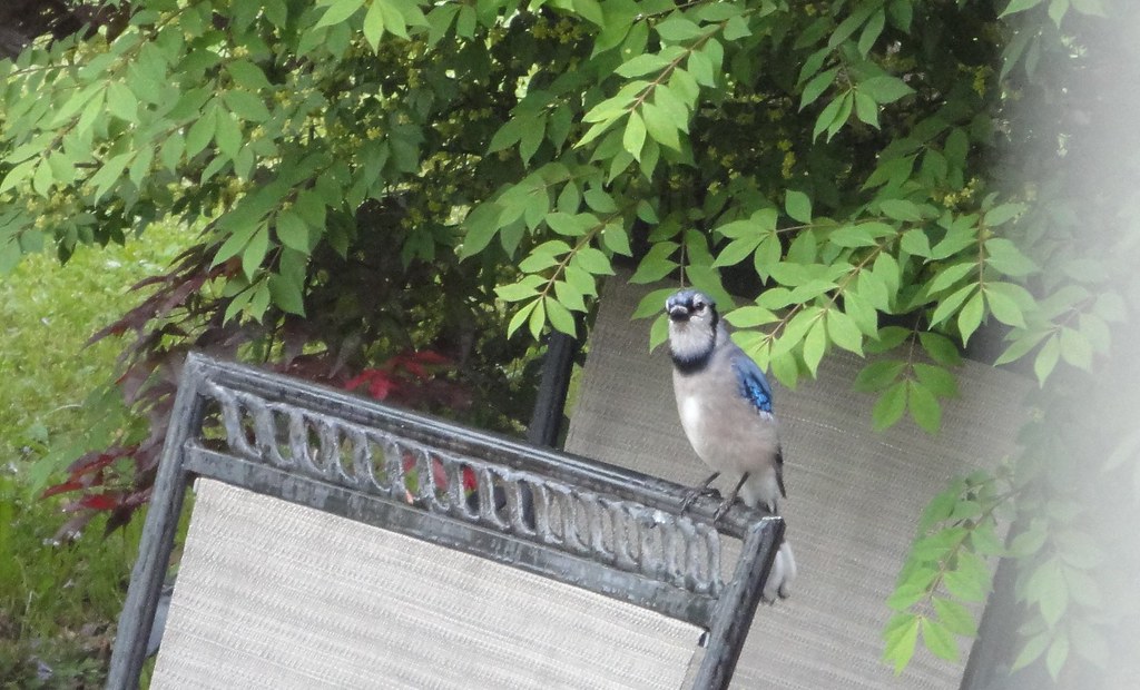 blue jay that keeps visiting! oatlamb Flickr