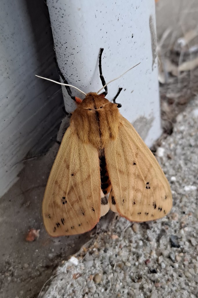 20230525. ITM001 Ainsworth, Indiana. May 2023. Ainsworthiana Flickr