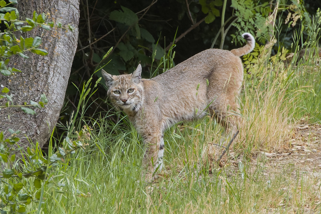 Bobcat Mill Creek Road, Fremont California Bill Chen Flickr