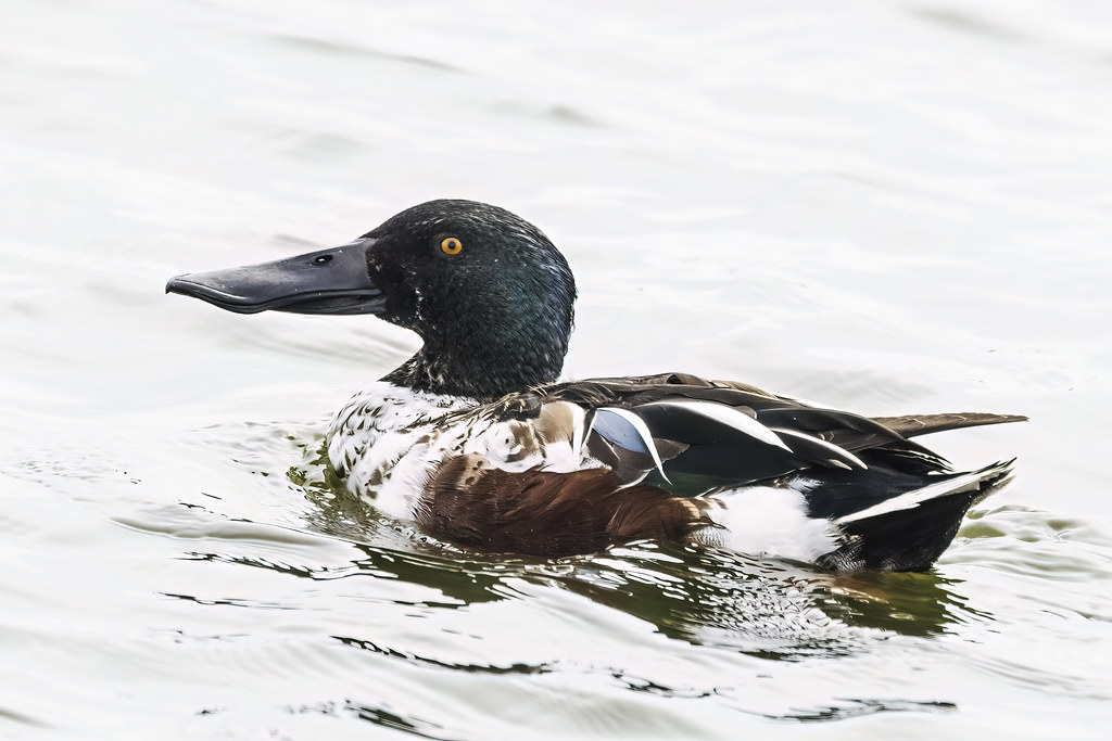 Northern Shoveler male on water Hornsby Bend bird Observat… Flickr