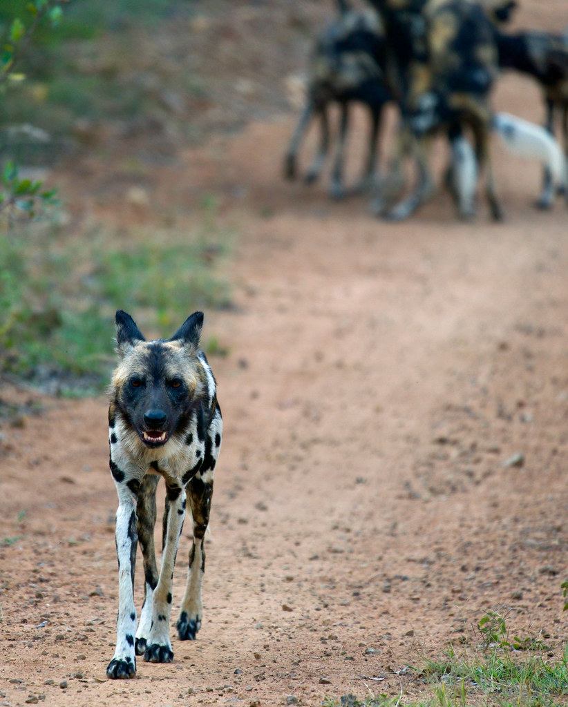 Leader of the pack Wild dogs South Africa costello_steve Flickr