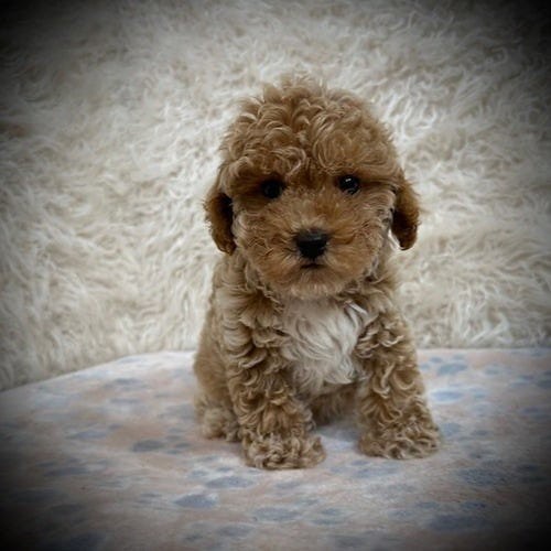 Toy Miniature Poodle Price in San Antonio Affordable Rat… Flickr