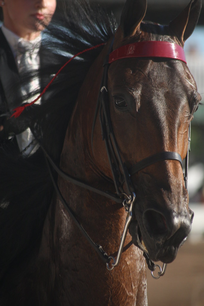 Shelbyville KY Horse Show Jean Flickr
