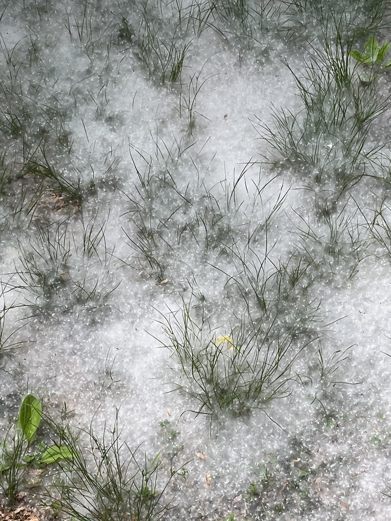 Cottonwood Fluff The most spectacular ground cover fluff I… Flickr