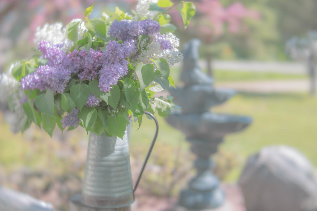 Lilacs Smell Like Heaven in My Yard Lensbaby Velvet 56 Nina Morrow