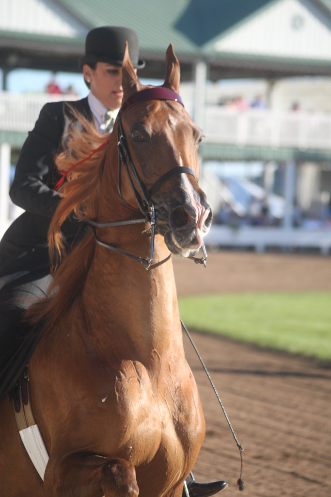 Shelbyville KY Horse Show Jean Flickr
