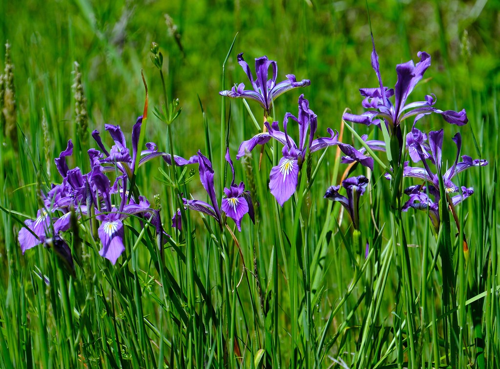 Oregon Iris Mossy Rock Studio, Estacada,OR. Flickr