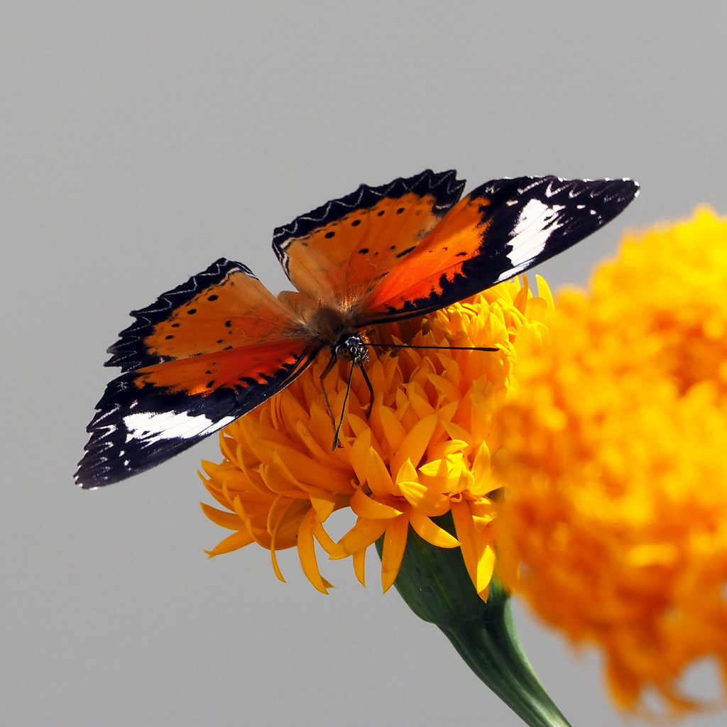 Beautiful Butterflies and Dragonflies We get the most beau… Flickr