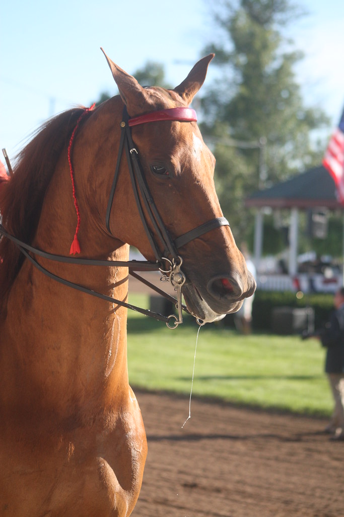 American Saddlebred Shelbyville KY Horse Show Jean Ogden Just Chaos
