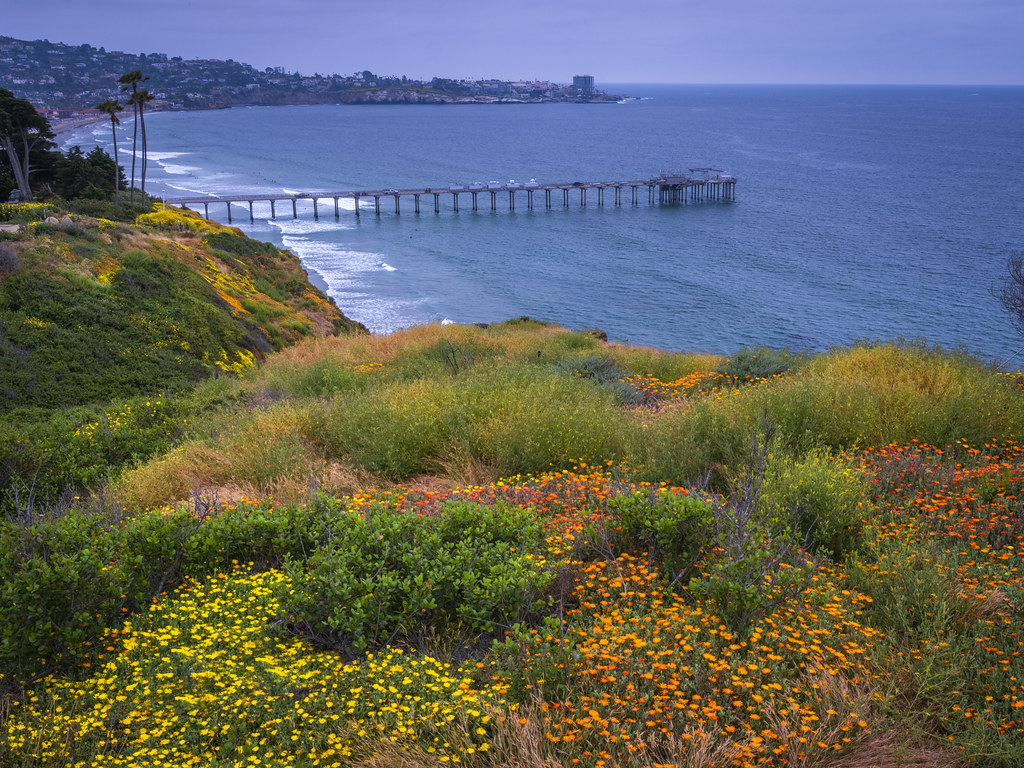 La Jolla Pier Superbloom Orange Yellow Wildflowers Cliff Fuji GFX100s