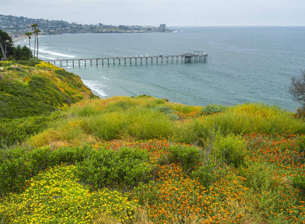 La Jolla Pier Superbloom Orange Yellow Wildflowers Cliff Fuji GFX100s