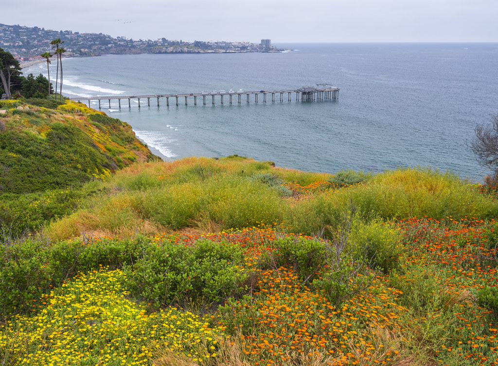 La Jolla Pier Superbloom Orange Yellow Wildflowers Cliff Fuji GFX100s