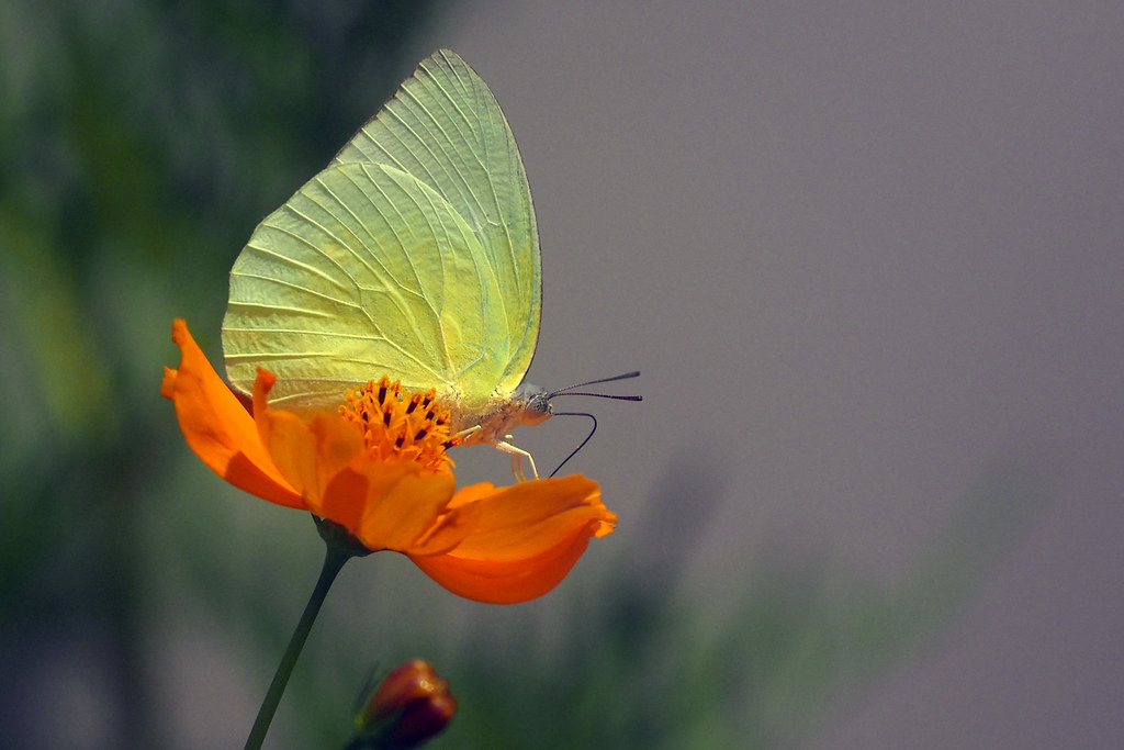 Beautiful Butterflies and Dragonflies We get the most beau… Flickr