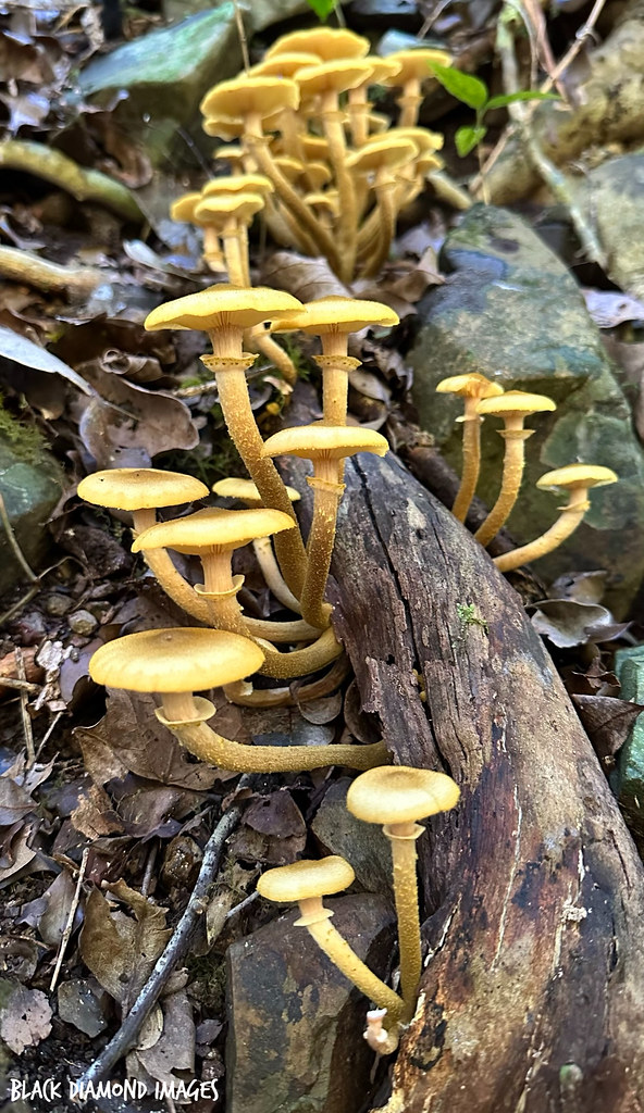 Armillaria luteobubalina Australian Honey Fungus Flickr