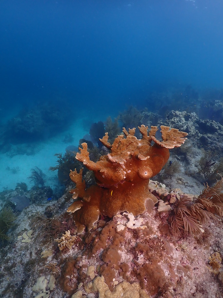 Elkhorn coral, the Florida Keys This healthy Elkhorn coral… Flickr