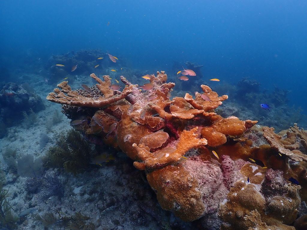 Elkhorn coral, the Florida Keys This healthy Elkhorn coral… Flickr