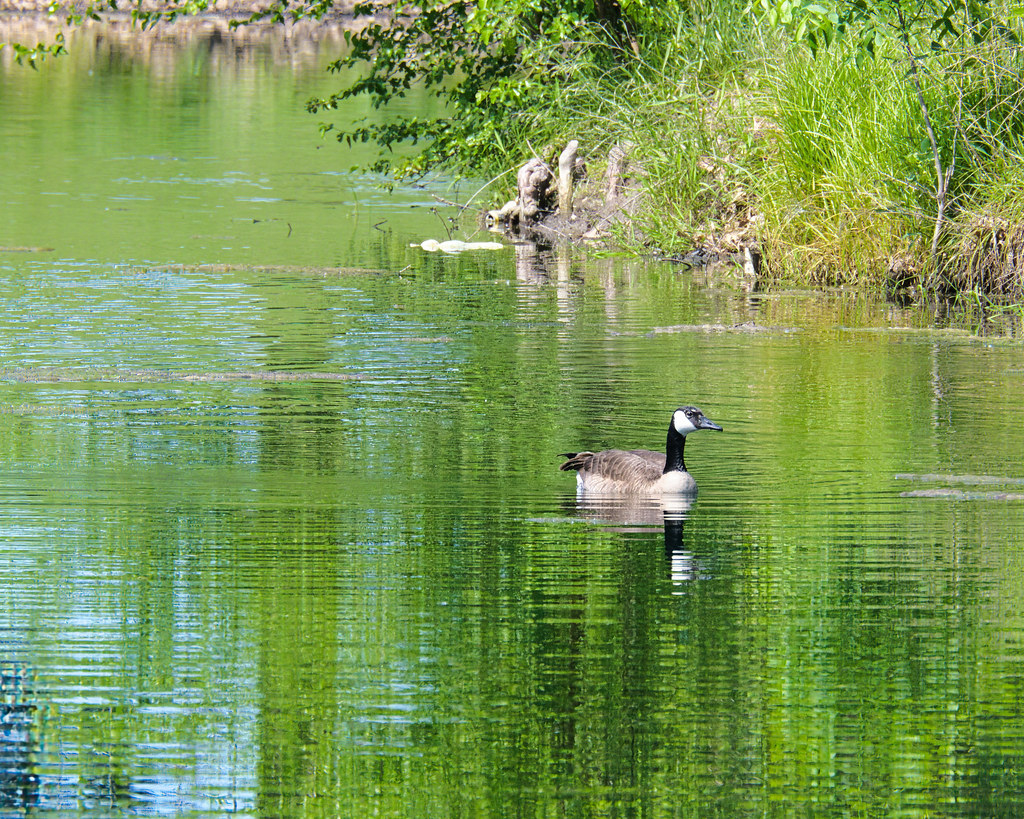 Geese at Patton Park IL Paynes Flickr