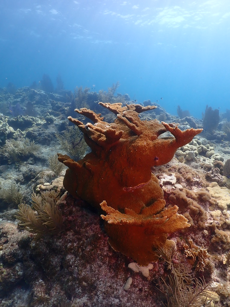 Elkhorn coral, the Florida Keys This healthy Elkhorn coral… Flickr