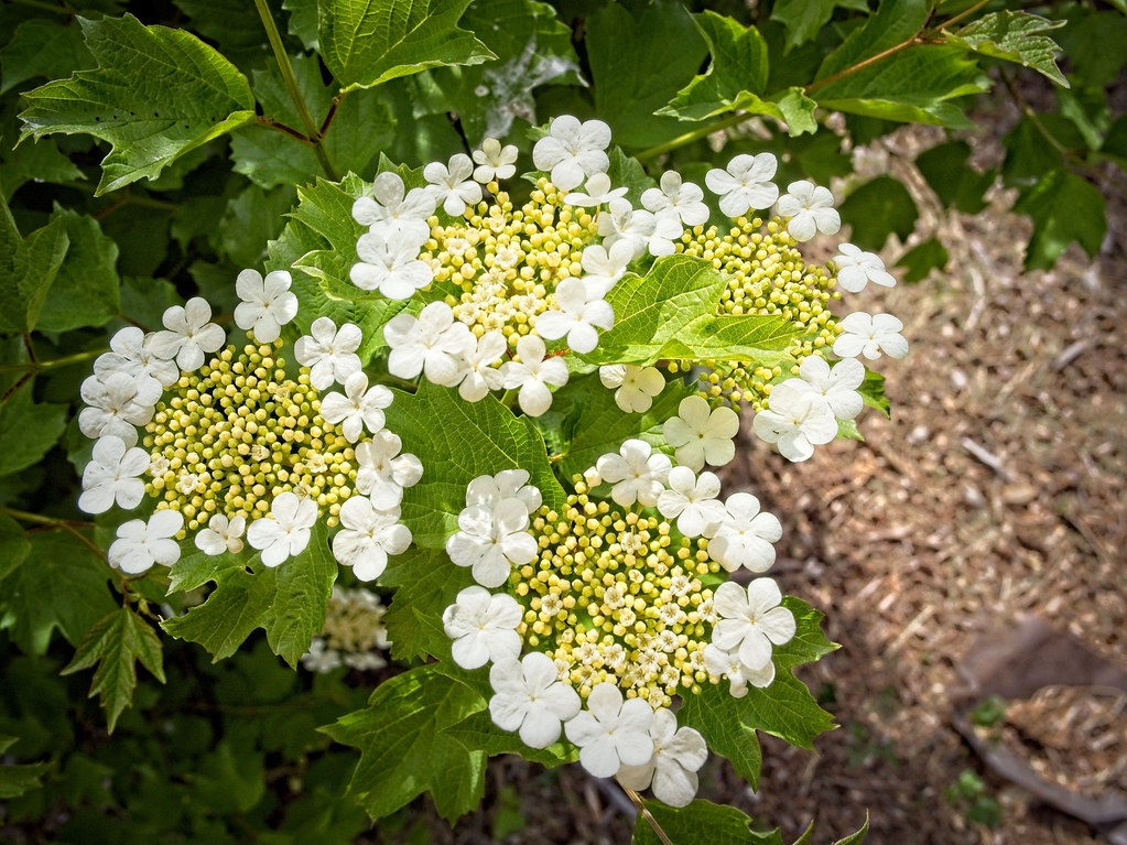 Viburnum opulus var. americanum 23W21 American High Bush c… Flickr