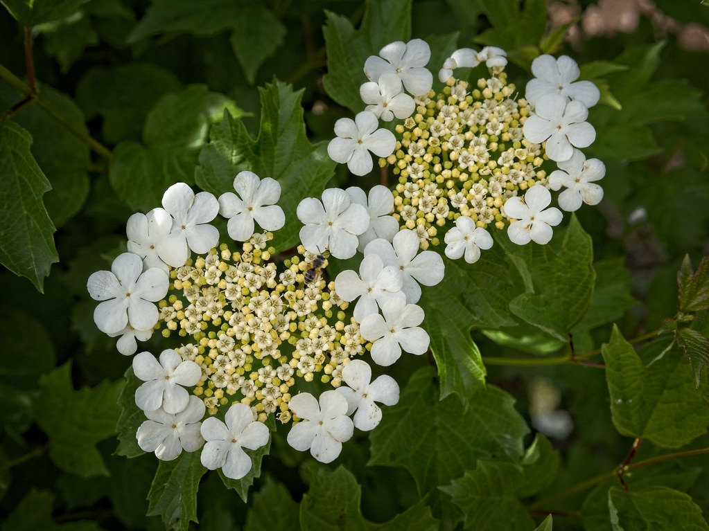 Viburnum opulus var. americanum 23W21 American High Bush c… Flickr