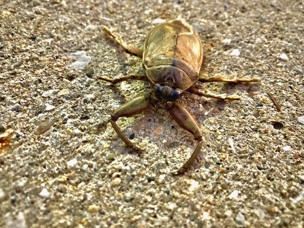 toe biter (bug out of water) Jimmy Grassel Flickr