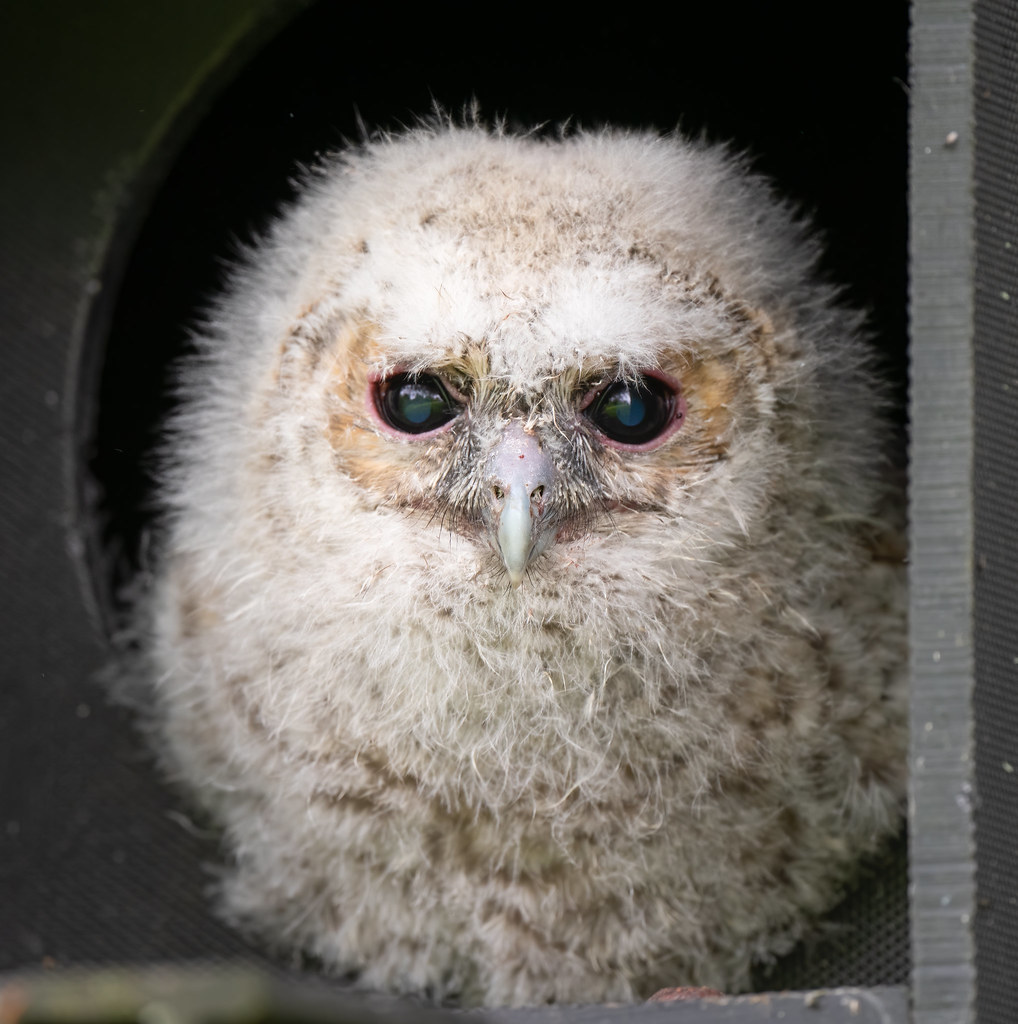 Looking out at the world in daylight The Tawny owlet was w… Flickr