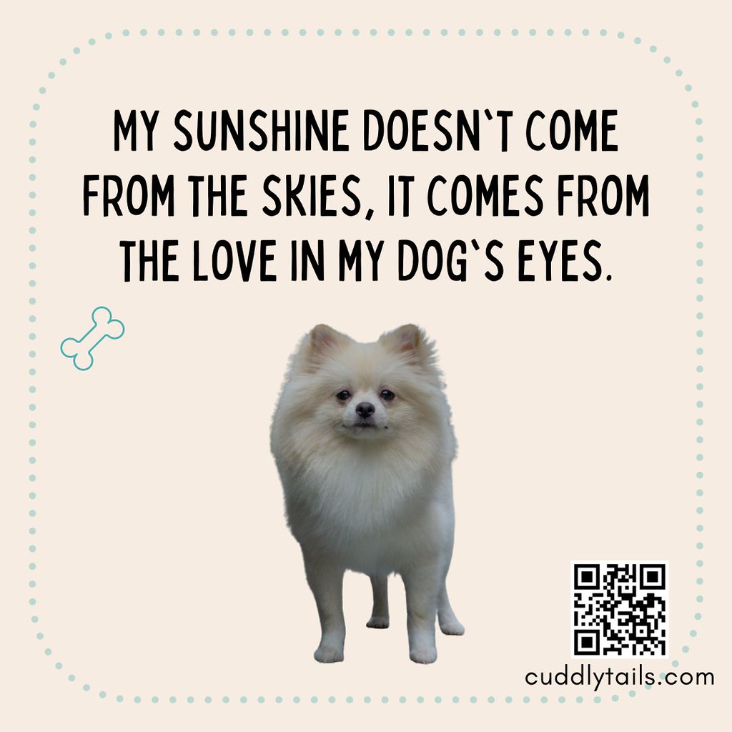 Friendly Dog Walkers in Sioux Falls, SD CuddlyTails Bo… Flickr