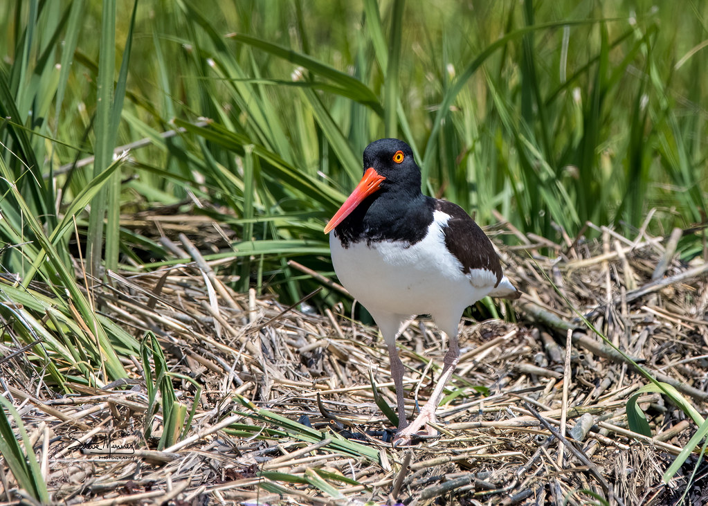 Oyster Catcher on Patrol 05.25.2023 Oyster Catcher on Patr… Flickr