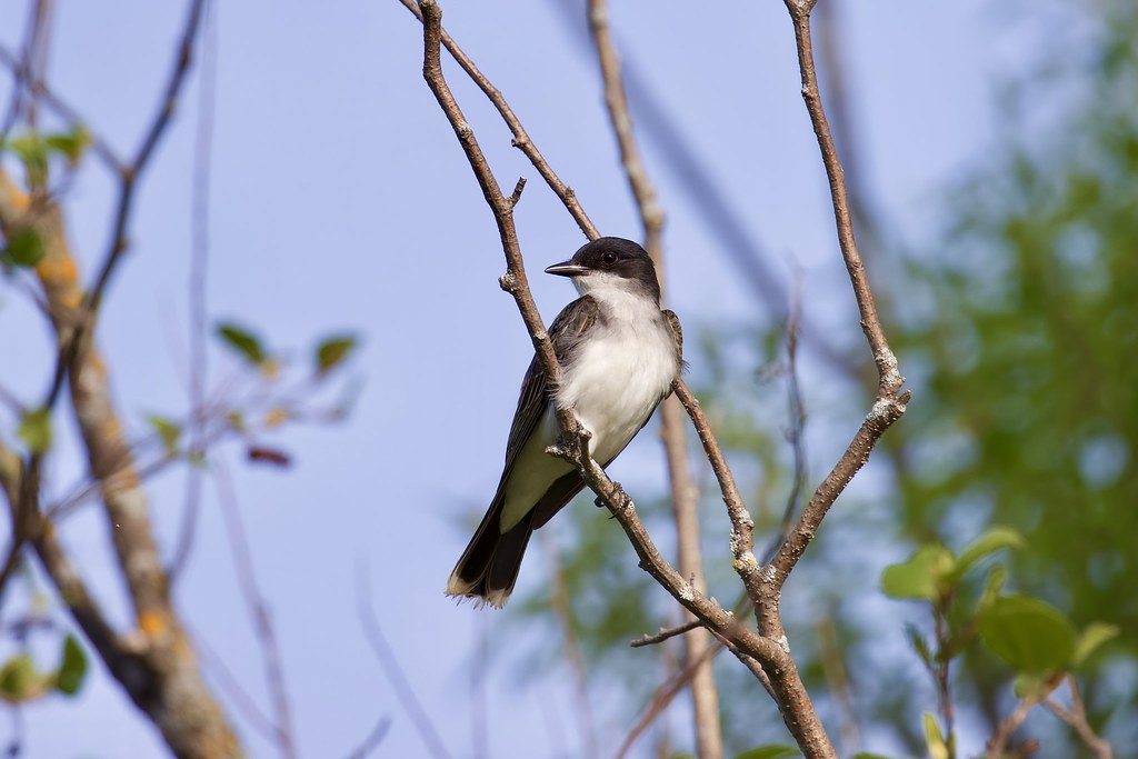 Eastern Kingbird Northern Wisconsin Images Of Nature by Scott Flickr