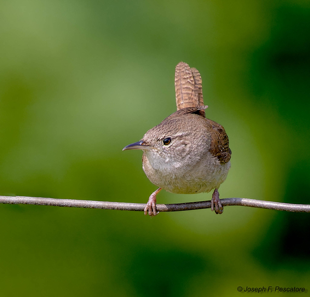 House Wren Weston, Connecticut House Wren_MG_7111CR3 Flickr