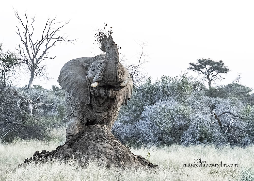 Elephant Destroying The Termite Hill Elephant Destroying A… Flickr