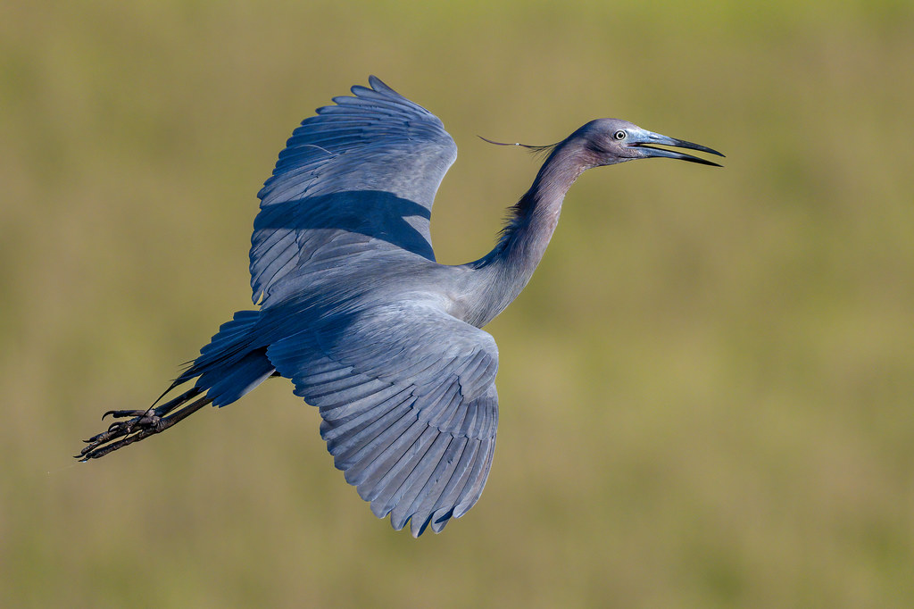 Little Blue Heron (explored 5/31/23) Little Blue Herons ma… Flickr