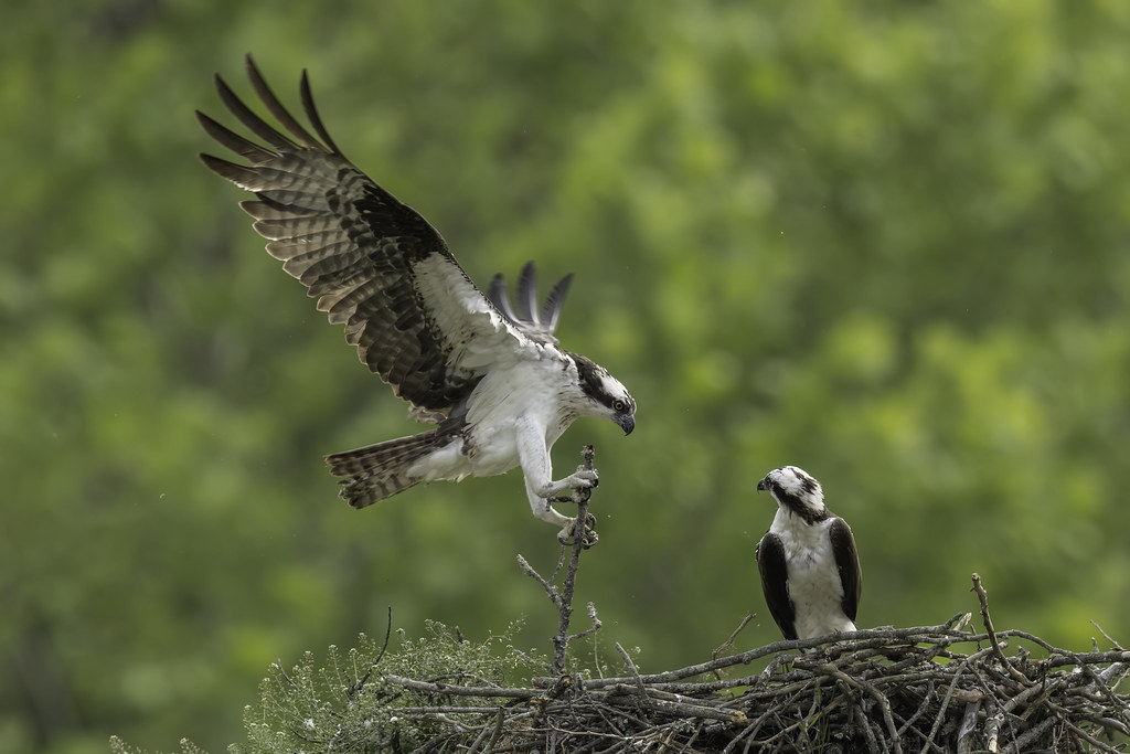 OSPREY NEST MAINTENANCE View in Original size www.flick… Flickr