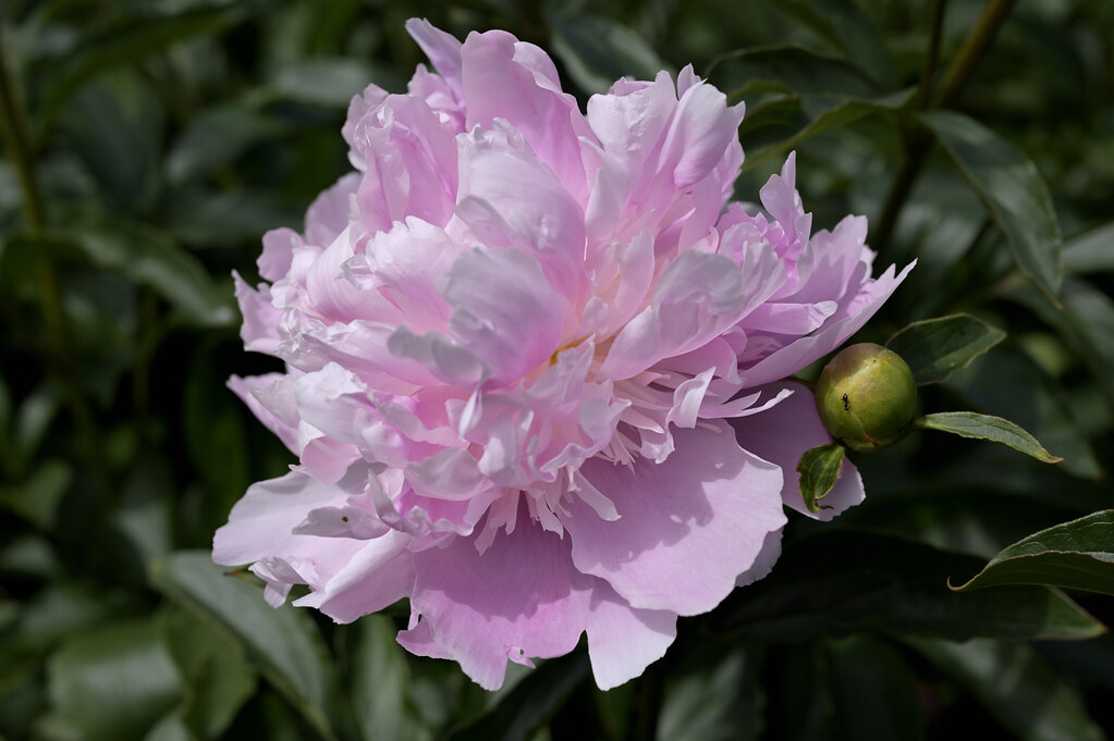 A Bank Holiday Munday stroll in the sunshine at Kew Garden… Flickr