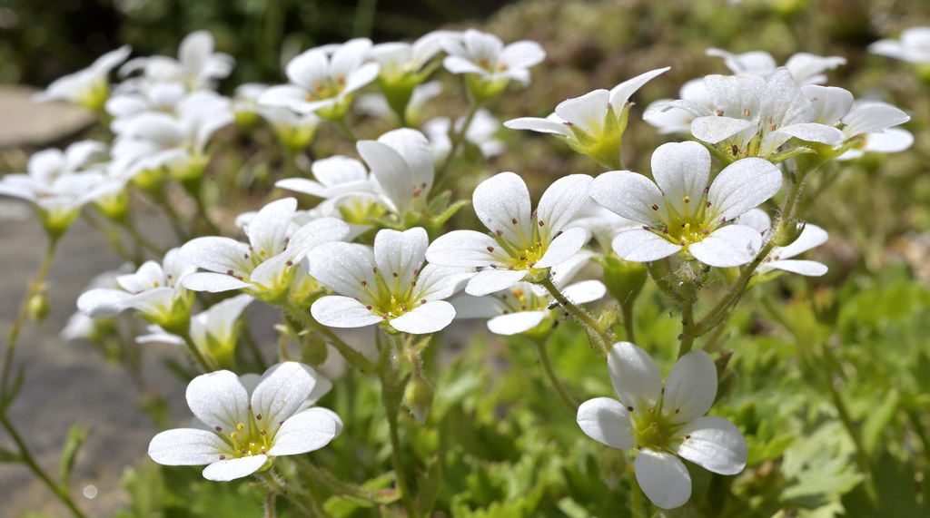 A Bank Holiday Munday stroll in the sunshine at Kew Garden… Flickr
