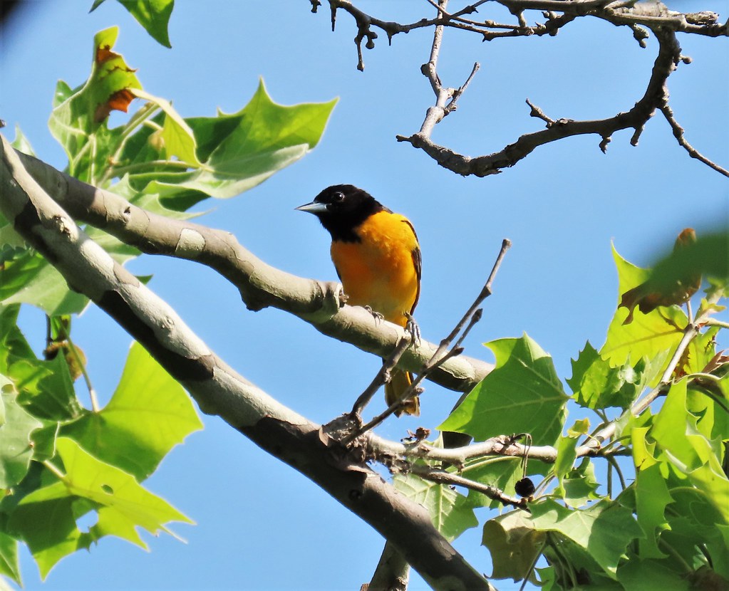 Baltimore Oriole (male) Occoquan Bay NWR, Prince William C… Flickr