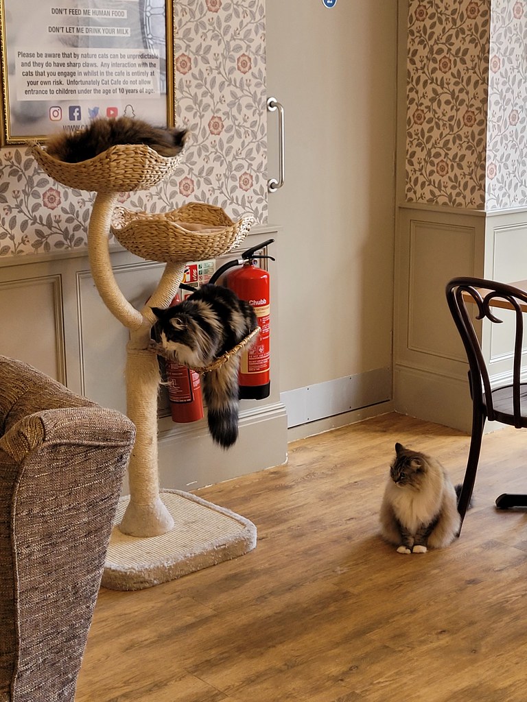 Cat Cafe Liverpool 10th May 2023 A tree of cats Ellen Cross Flickr