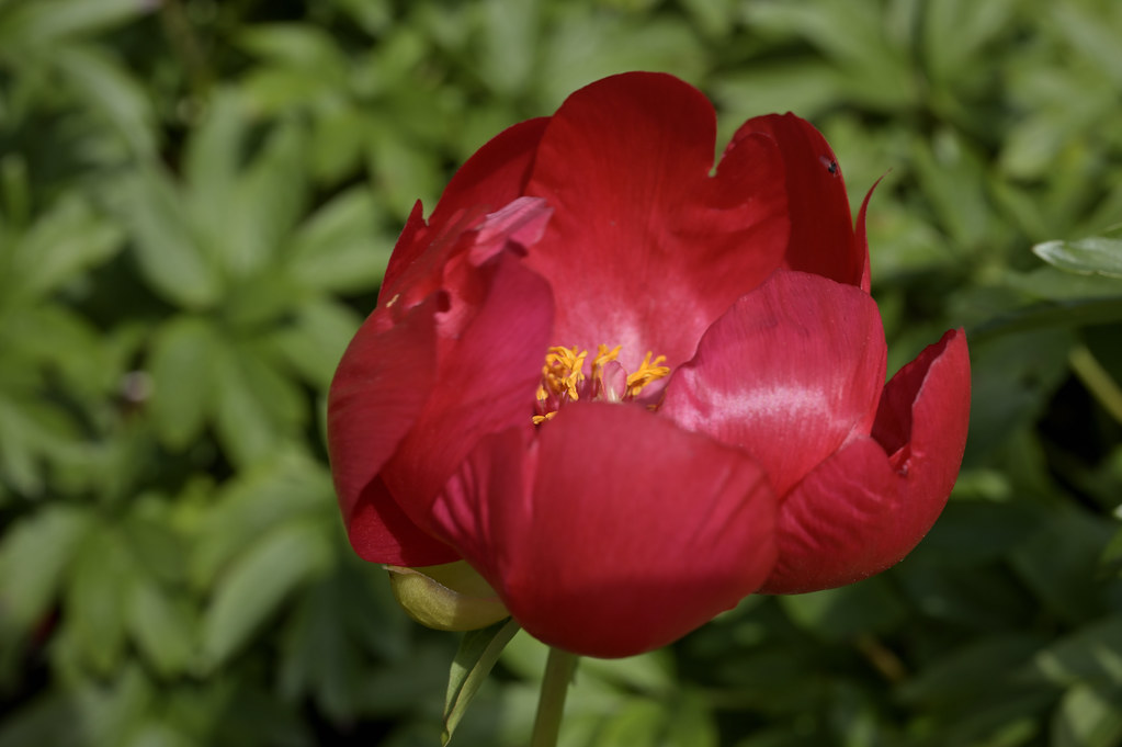 A Bank Holiday Munday stroll in the sunshine at Kew Garden… Flickr