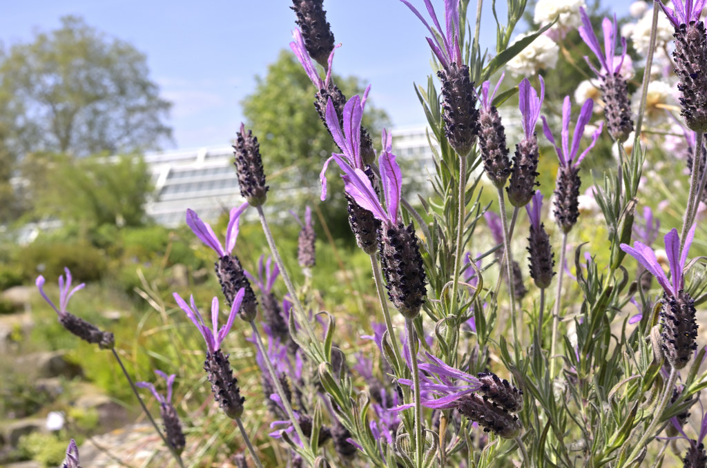 A Bank Holiday Munday stroll in the sunshine at Kew Garden… Flickr