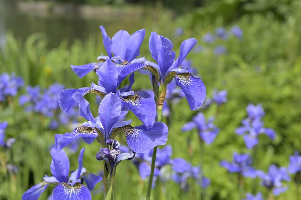 A Bank Holiday Munday stroll in the sunshine at Kew Garden… Flickr