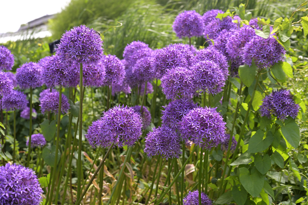 A Bank Holiday Munday stroll in the sunshine at Kew Garden… Flickr