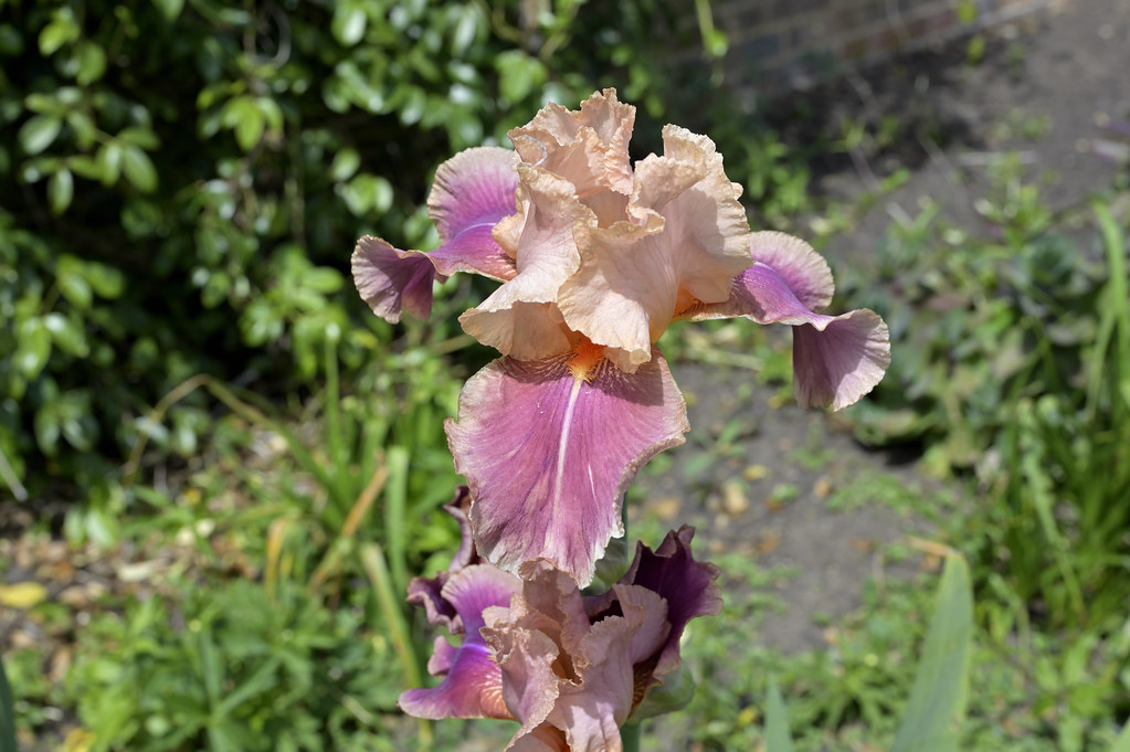 A Bank Holiday Munday stroll in the sunshine at Kew Garden… Flickr