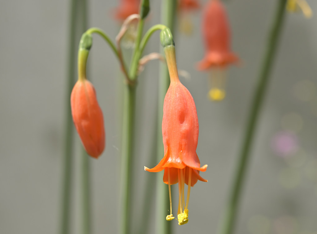 A Bank Holiday Munday stroll in the sunshine at Kew Garden… Flickr