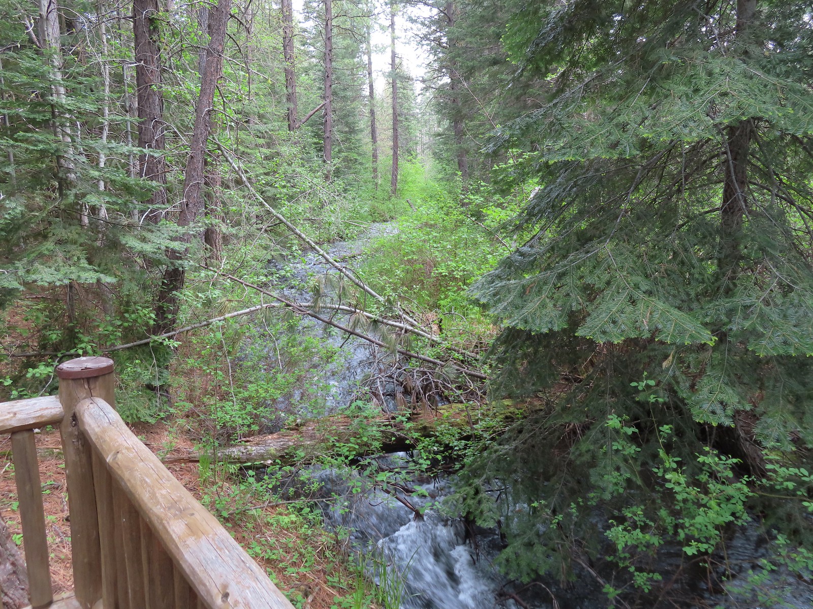 Blowout Arm Suspension Bridge and Metolius Preserve 05/27/23