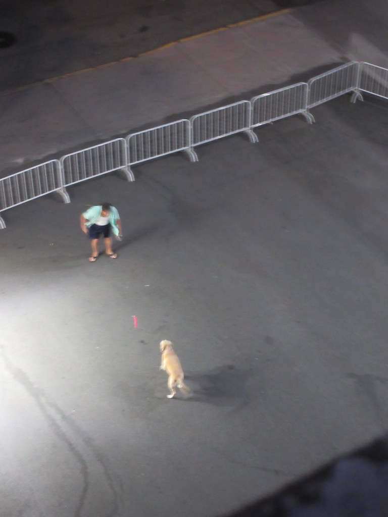 2023 Memorial Day Game of Catch Owner and Dog 0876 Flickr